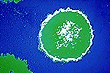 cellula.gif (8411 byte)
