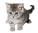 gatto1.gif (3729 byte)
