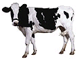 mucca1.gif (5468 byte)