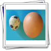 Quail's eggs