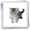 The slim cat