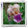 Florence iris garden
(3D pictures)