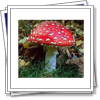 The mushroom